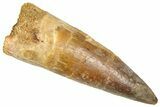 Fossil Spinosaurus Tooth - Real Dinosaur Tooth #366492-1